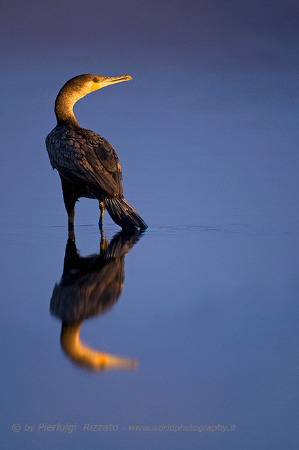 Long tailed cormorant